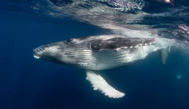 Humpback whale close up view.