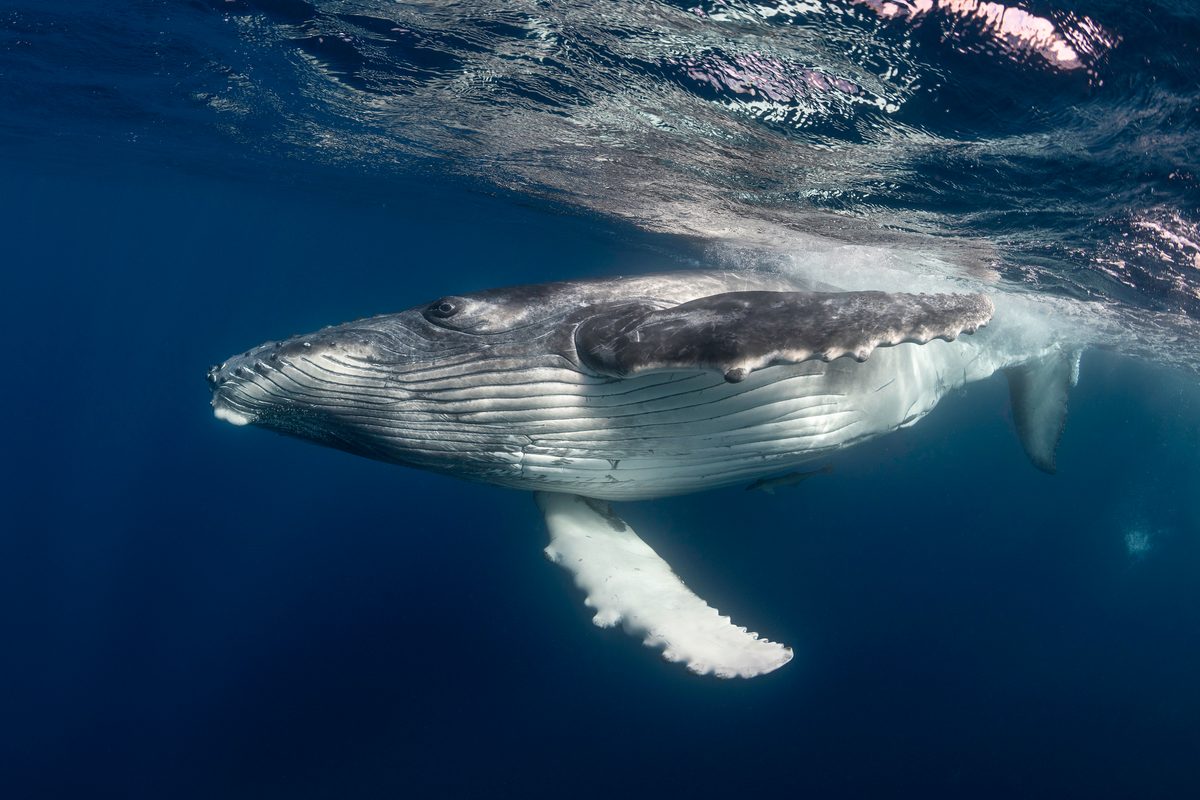 Humpback whale close up view.