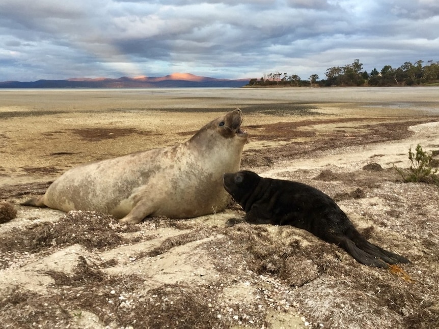Juvenile elephant seal with its mother.