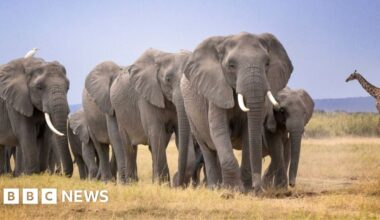Amboseli elephant deaths: Kenya Wildlife Service launches urgent inquiry after 14 carcasses found - BBC
