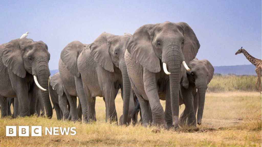 Amboseli elephant deaths: Kenya Wildlife Service launches urgent inquiry after 14 carcasses found - BBC