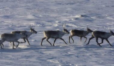 Environmentalists have mixed reactions to Quebec-Ottawa caribou funding deal