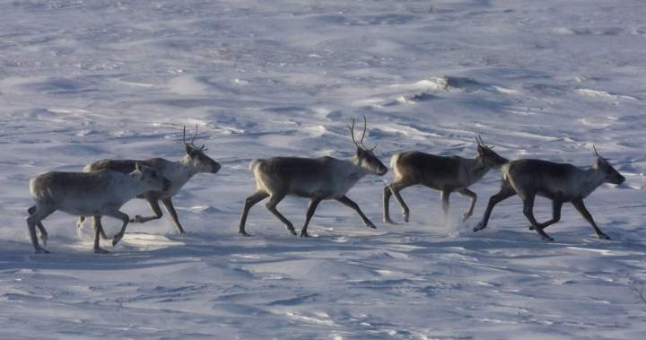 Environmentalists have mixed reactions to Quebec-Ottawa caribou funding deal