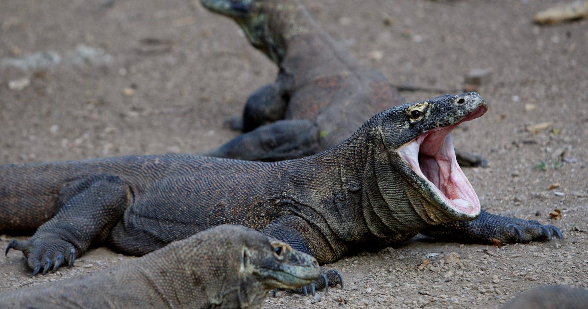 New Theory of Smallest Human: Not a Hunter, but Eater of Lizard Leftovers