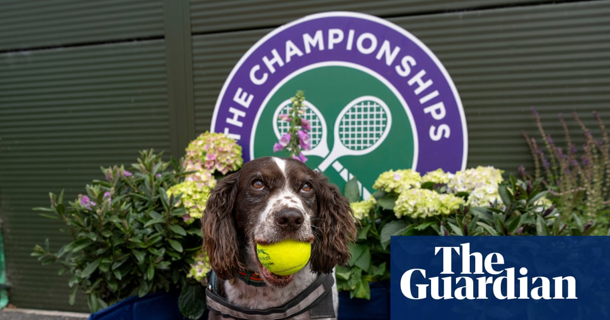 Wimbledon diary: Sabalenka’s dog plea, Rufus the Hawk and strawberry towels for ever | Wimbledon 2026