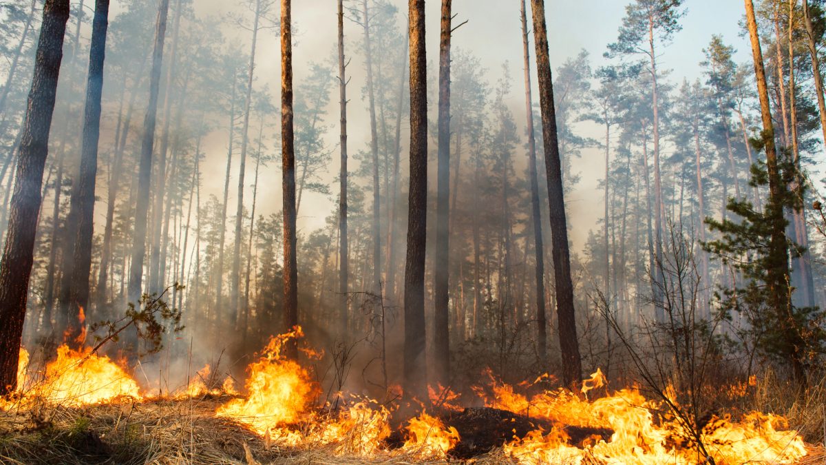 Wildfire smoke returns Friday | Quinte News