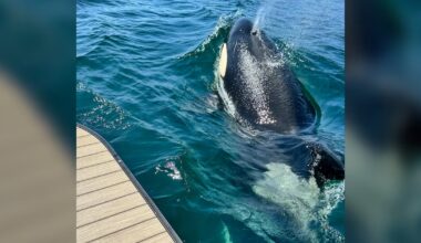 ‘Never seen an orca here’: Researchers monitoring rare appearance off Cape Breton coast - CTV News