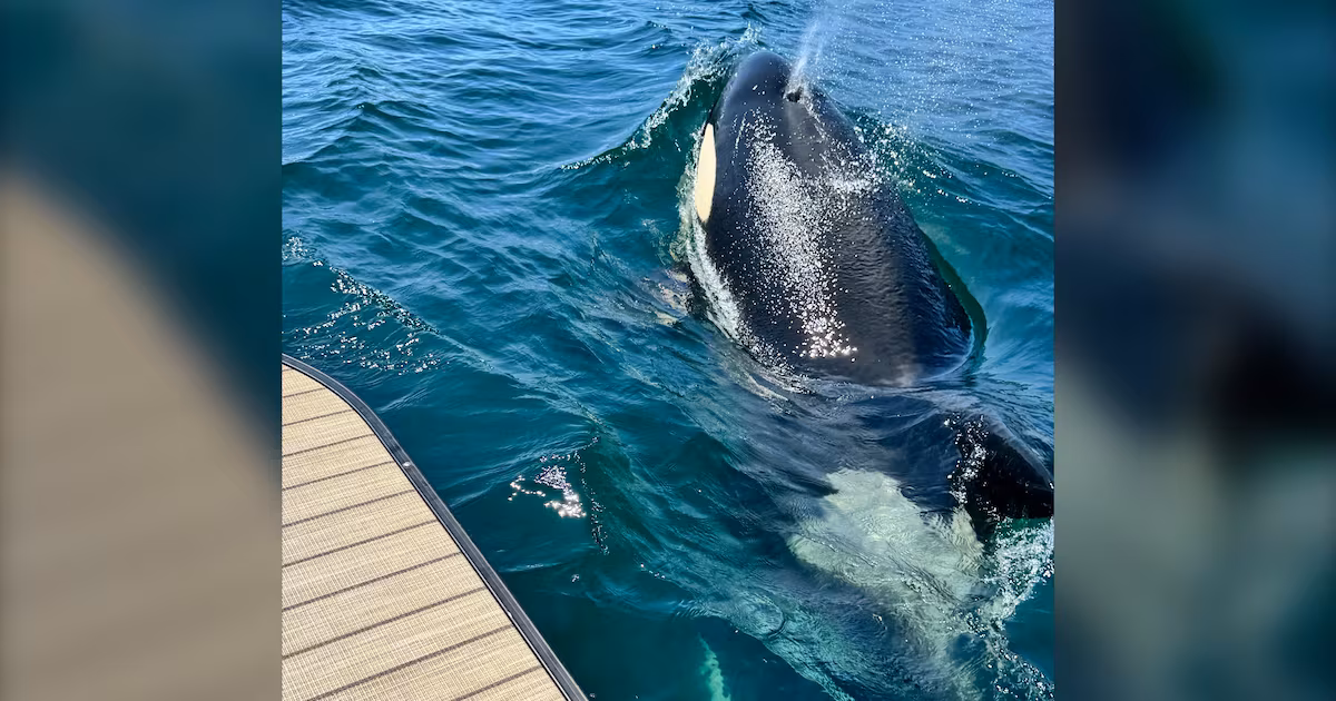 ‘Never seen an orca here’: Researchers monitoring rare appearance off Cape Breton coast - CTV News