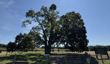 Canada’s largest sugar maple tree is in this Ontario town