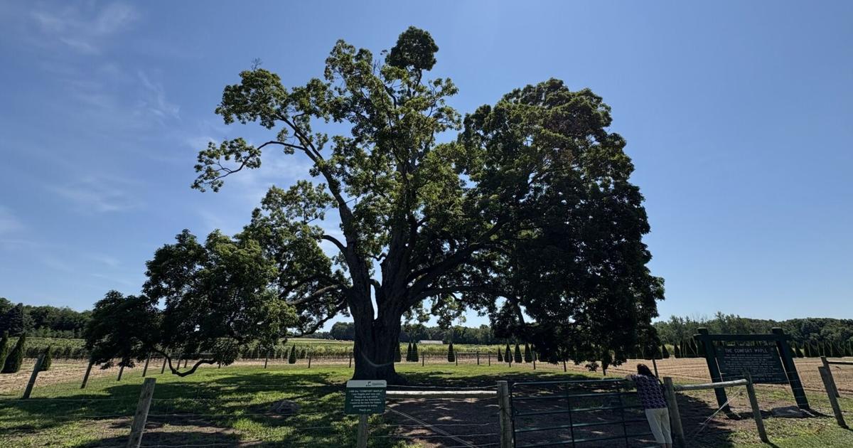 Canada’s largest sugar maple tree is in this Ontario town