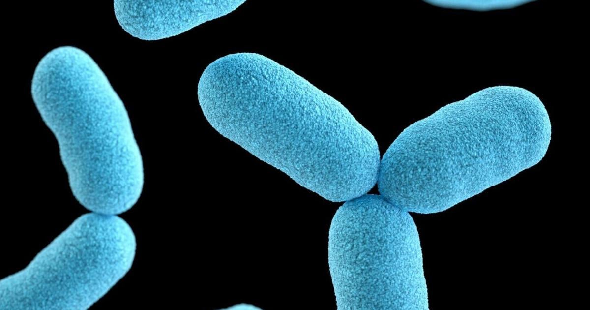 How this deadly superbug spread and rose to global dominance | Health