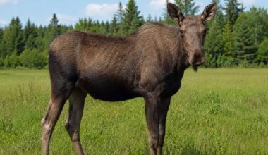 Unexpected visitor turns heads along Highway 29 in Brockville