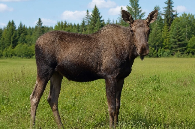 Unexpected visitor turns heads along Highway 29 in Brockville