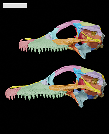 A New Approach for Paleontologists When Identifying Vertebrae Fossils?