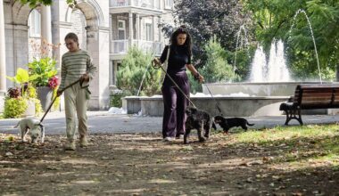 Dog-friendly parks in and around Montreal: Summer Fun Guide | Lifestyles