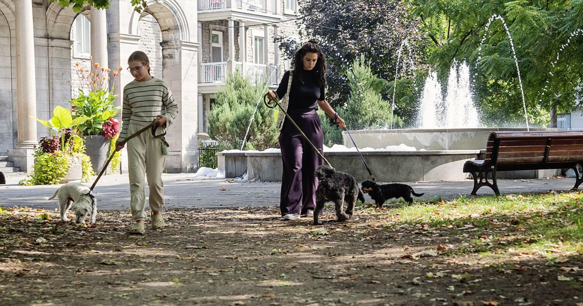 Dog-friendly parks in and around Montreal: Summer Fun Guide | Lifestyles