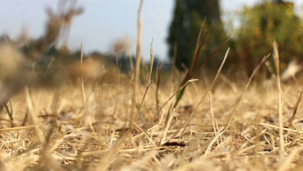 Vancouver Island Gets Some Drought Relief But Concerns Remain