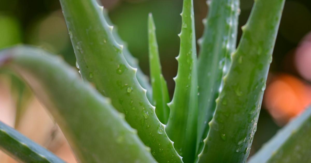 Top natural remedies that people actually trust to work? | Health
