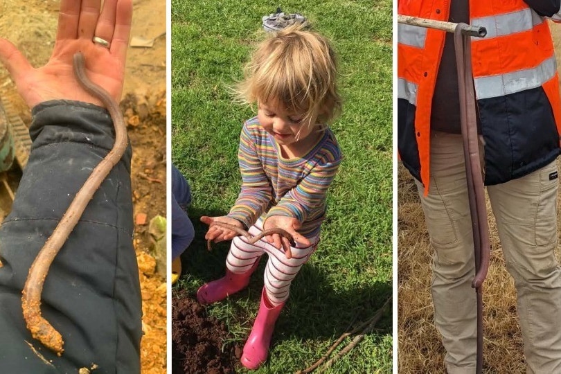 A composite image of people holding very large worms in South Australia