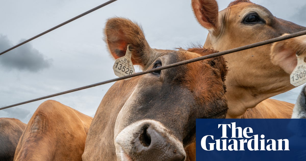 Experts warn of ways screwworm could spread in the US and new difficulties in keeping it at bay | US news