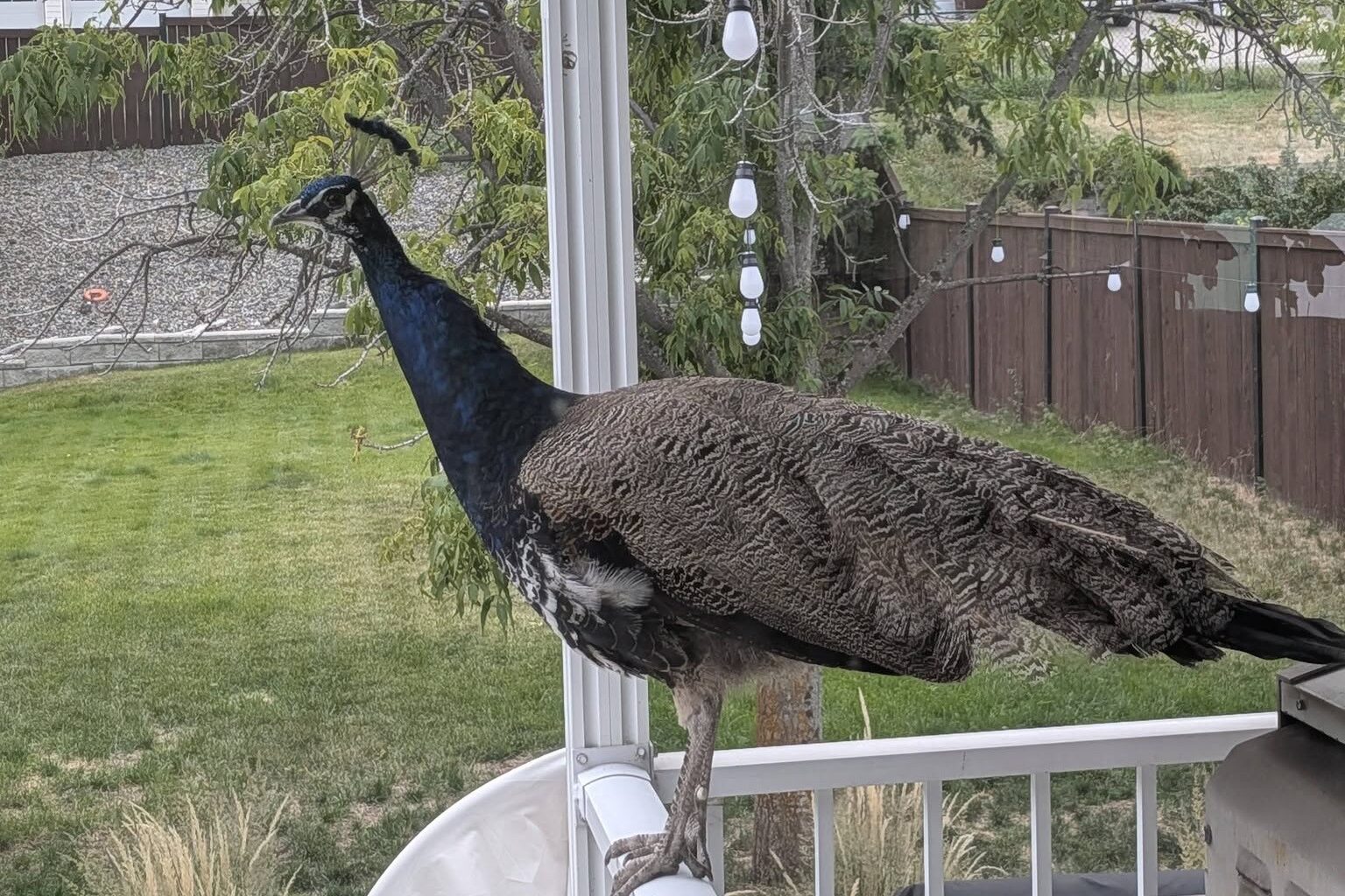 A peacock perches on a porch railing.