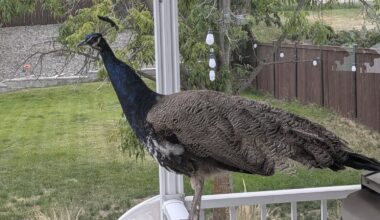 A peacock perches on a porch railing.