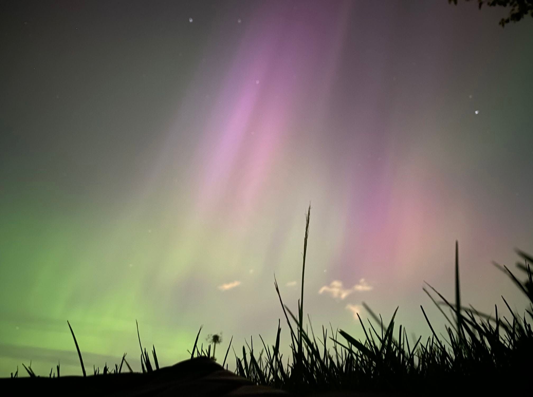 Tall bands of pink and green aurora light rise above silhouetted prairie grass, creating a colourful northern lights display against the night sky. Photo Kimberley Forrest