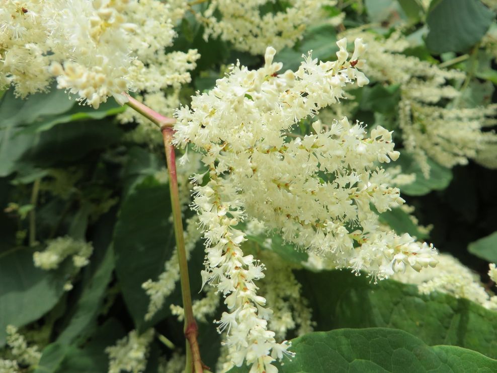 invasive species edmonton