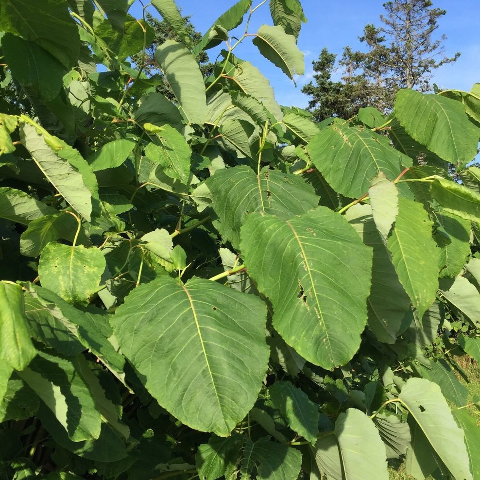 invasive species edmonton