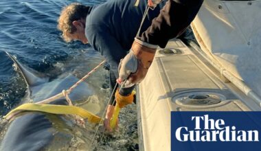 Huge great white spotted traveling up US and Canada as shark sightings surge | US news