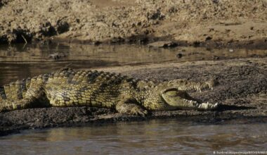 Israel clears way for crocodiles to stop prison breaks