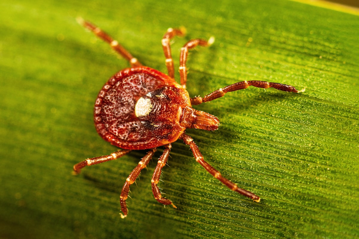 How can you stay safe during tick season? A tick expert answers your questions