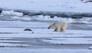 Polar bear and seal pup
