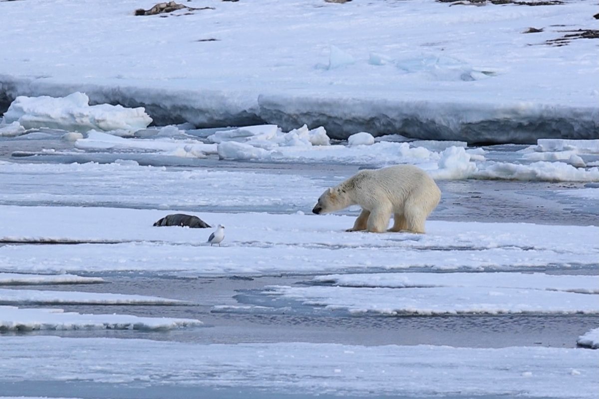 Polar bear and seal pup