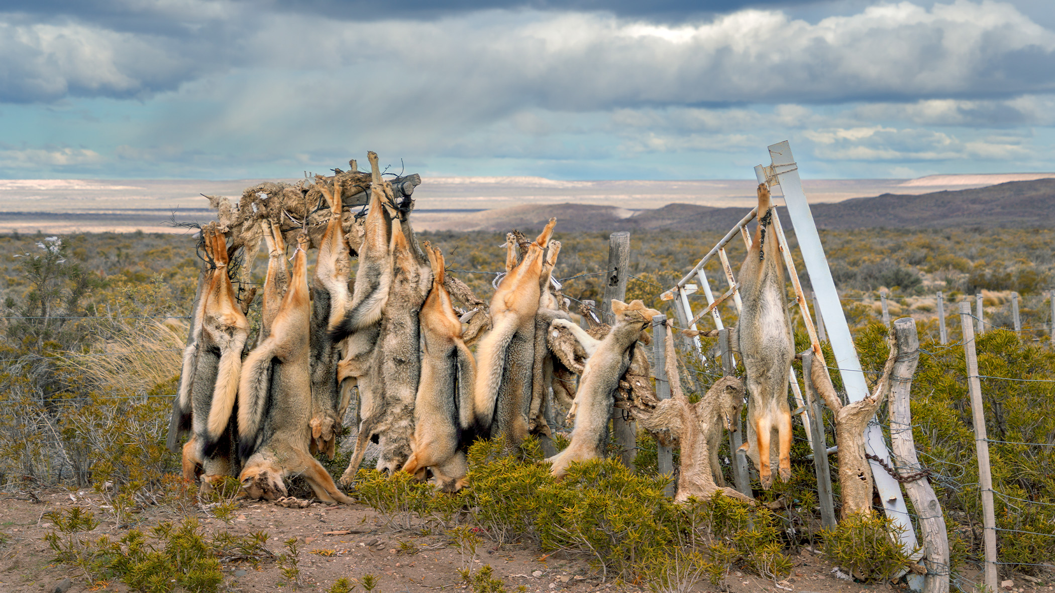 Dead pumas and foxes hanging upside down from a fence.
