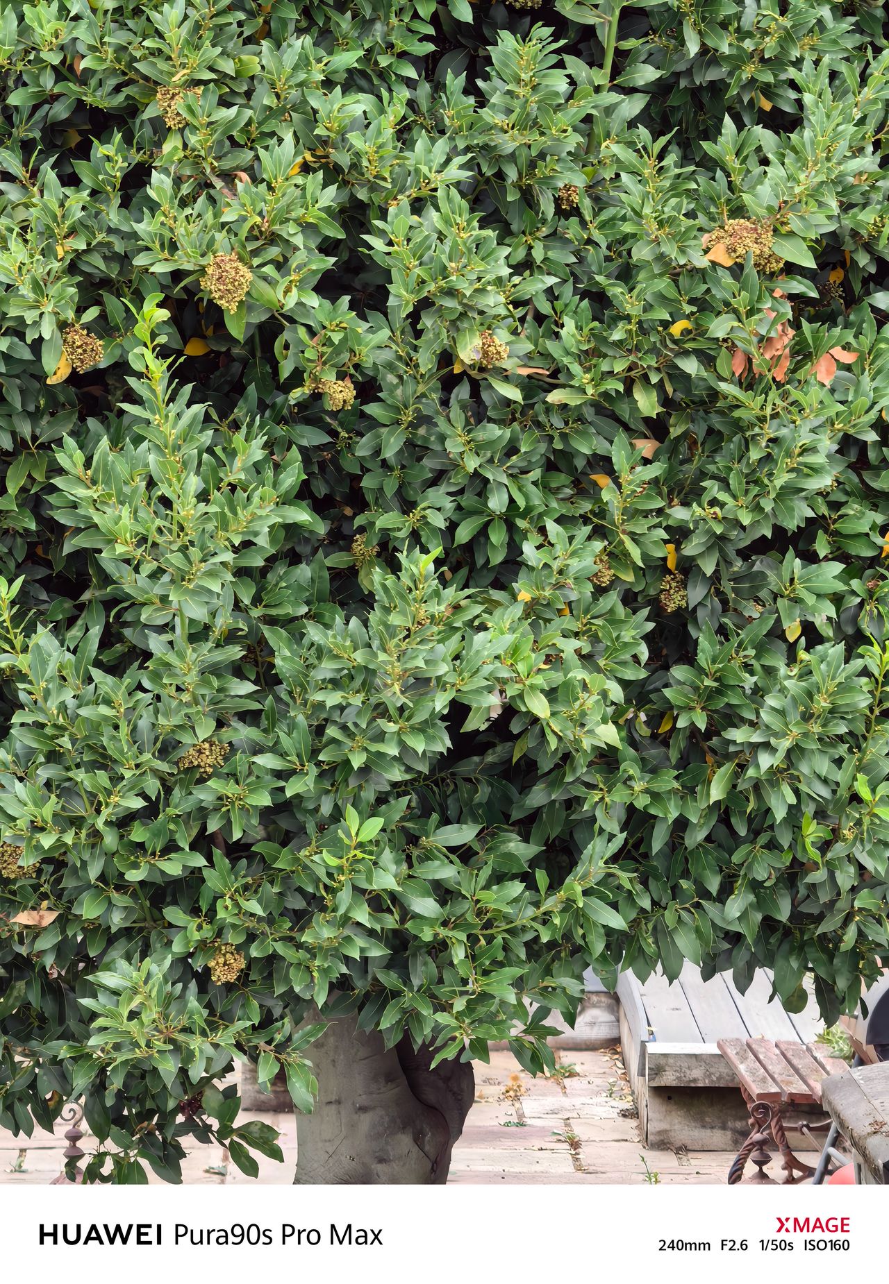 Dense green foliage and seed clusters filling the frame, with part of a tree trunk and bench below.