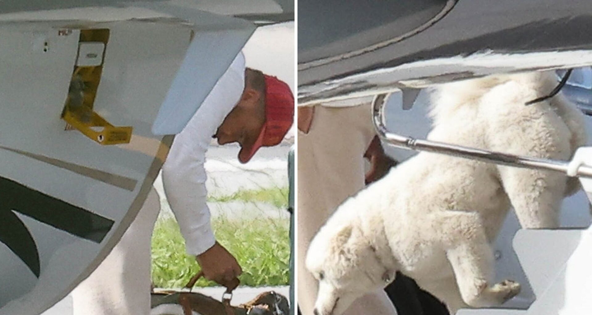 Taylor Swift and Travis Kelce's Mystery Dog Revealed