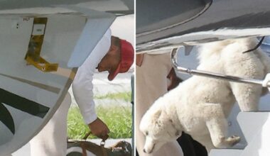 Taylor Swift and Travis Kelce's Mystery Dog Revealed