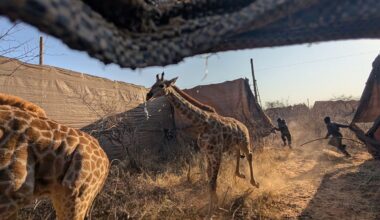 Angolan giraffe capture in Namibia