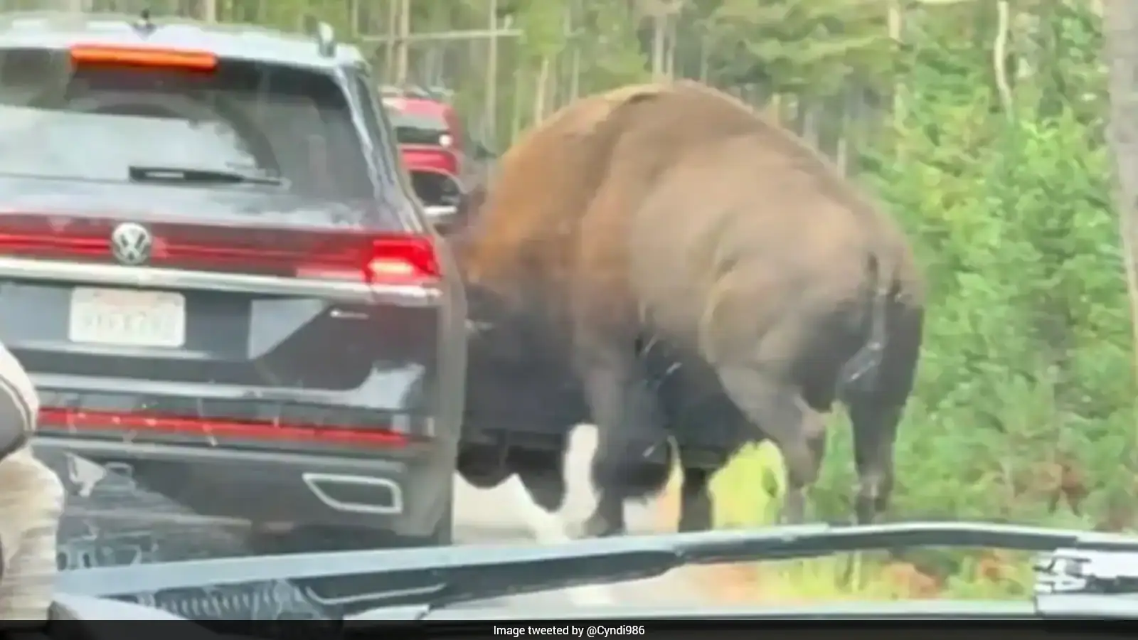 Bison Rams SUV, Punctures Tyre During Frightening Encounter At Yellowstone National Park