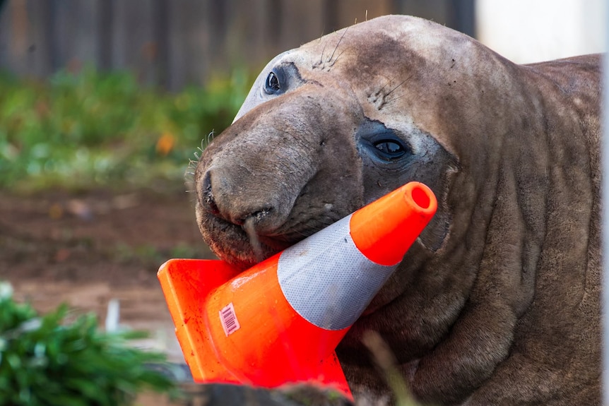 A five-year-old elephant seal known as Neil the seal, playing with a traffic cone.