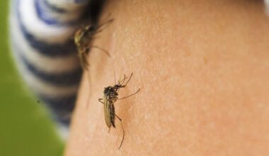 Mosquitoes making a big comeback in Edmonton and area