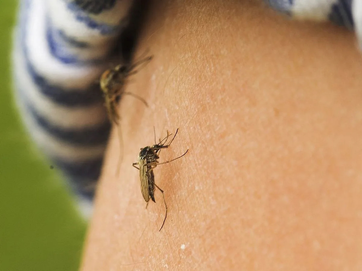 Mosquitoes making a big comeback in Edmonton and area