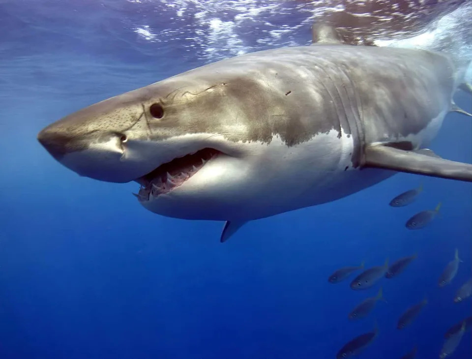 Great white shark moving fast