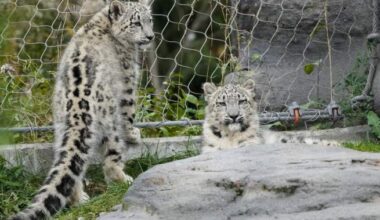 Toronto Zoo animals kept cool despite power outage during heat wave - Toronto