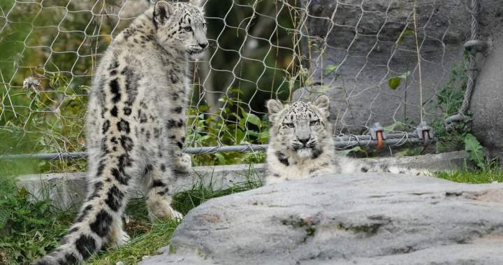 Toronto Zoo animals kept cool despite power outage during heat wave - Toronto