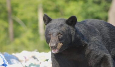Cultus Lake warns residents about increased bear activity in community | Fraser Valley Today