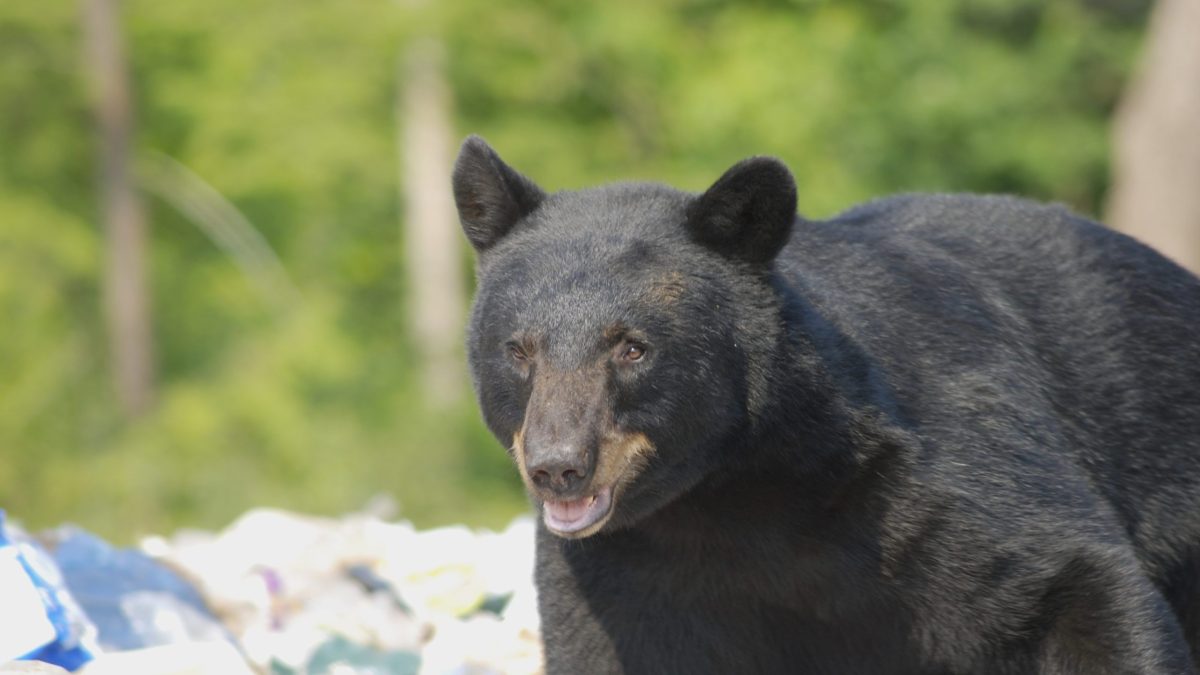 Cultus Lake warns residents about increased bear activity in community | Fraser Valley Today