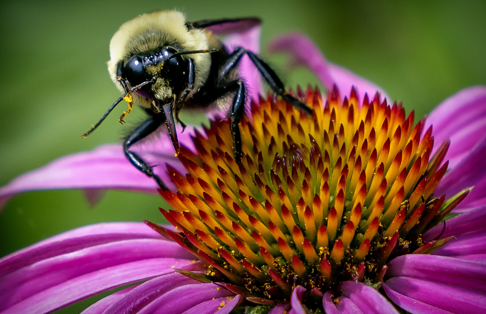 Closeup of a bee on an orange and purple flower.