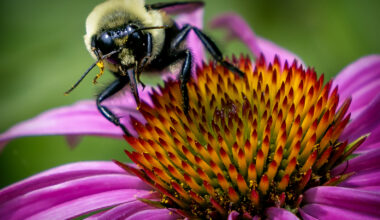 Closeup of a bee on an orange and purple flower.